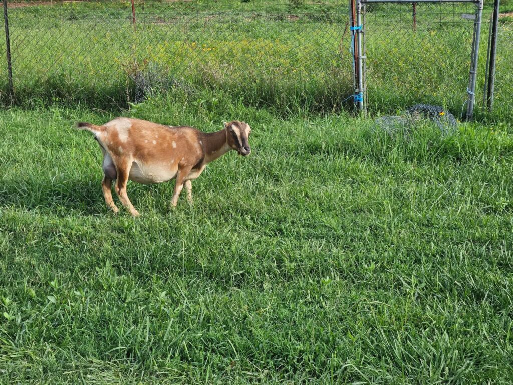 A Goat on a Lush Grass