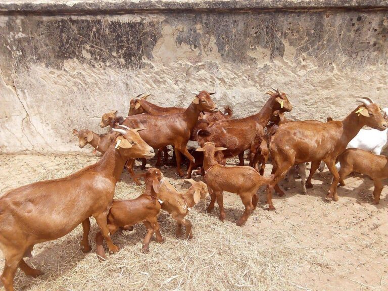 A Herd of Goats