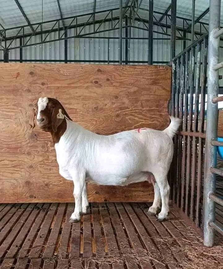 A boer goat