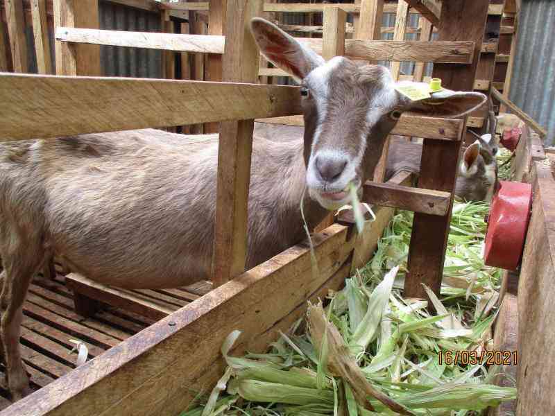 A goat in its shelter