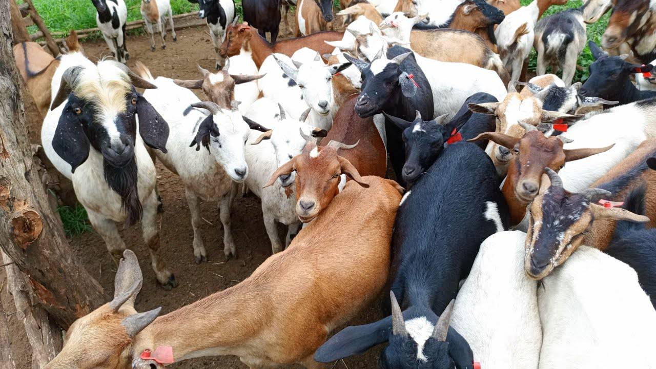 A dense goat farm