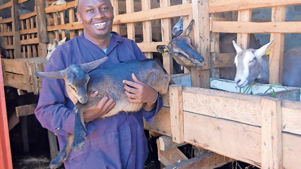 A farmer carrying his goat