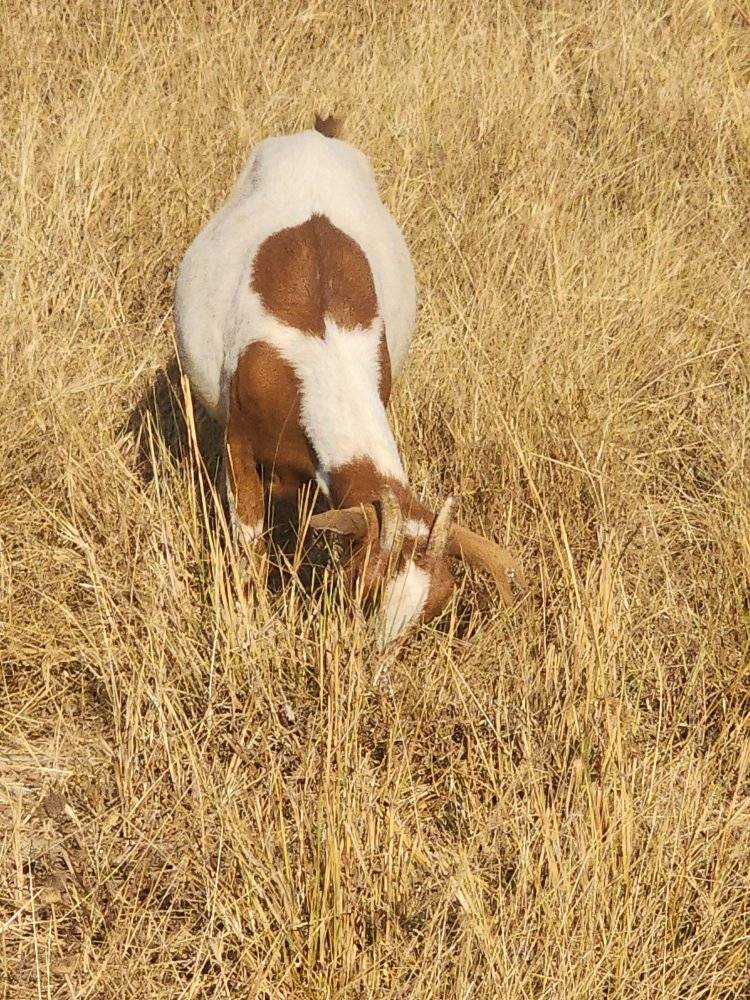 A foraging goat