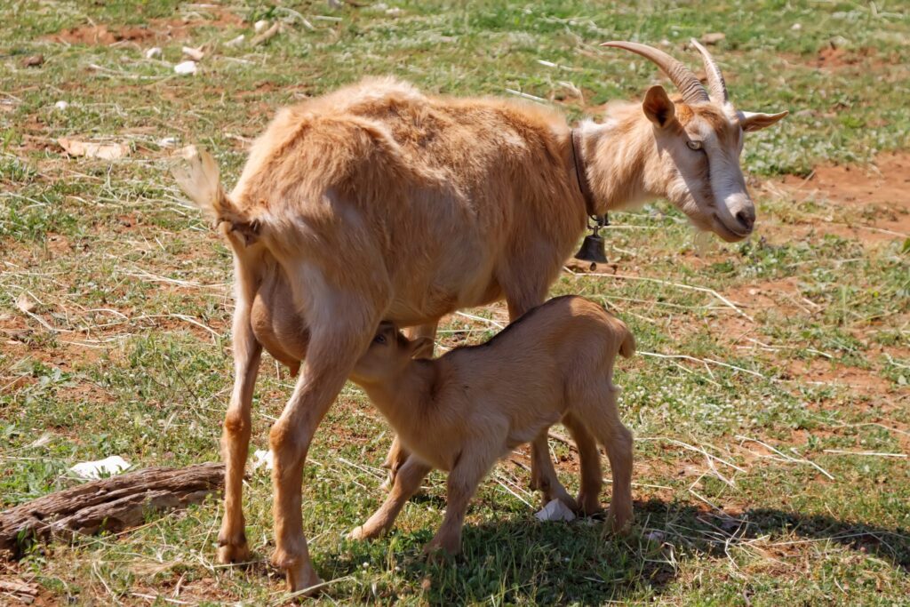 A goat breastfeeding its kid