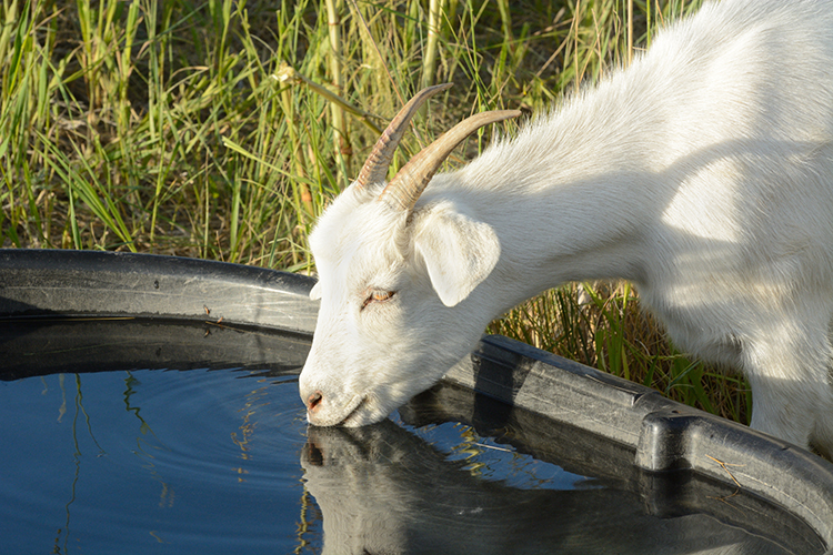 A goat drinking water