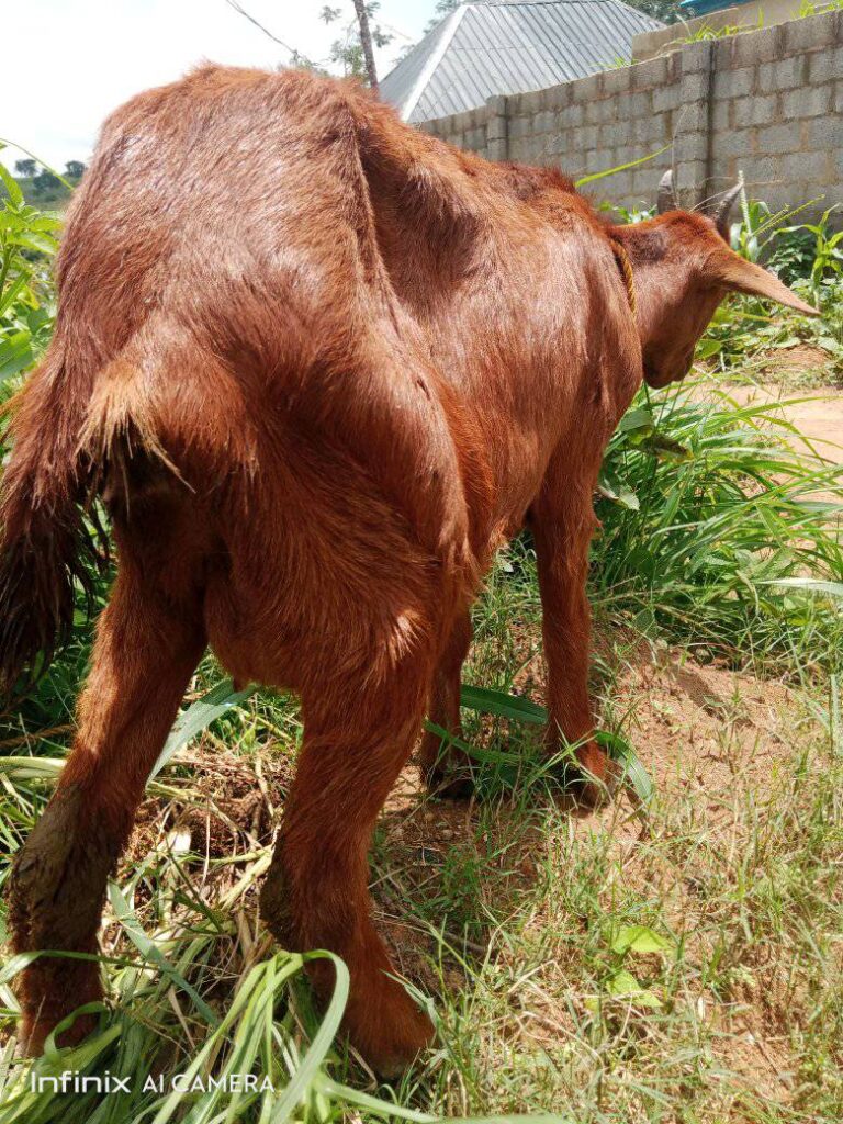 A goat emaciated by abnormal stooling