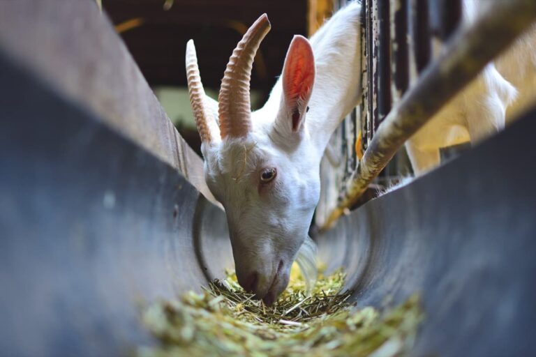 A goat feeding from curved tray