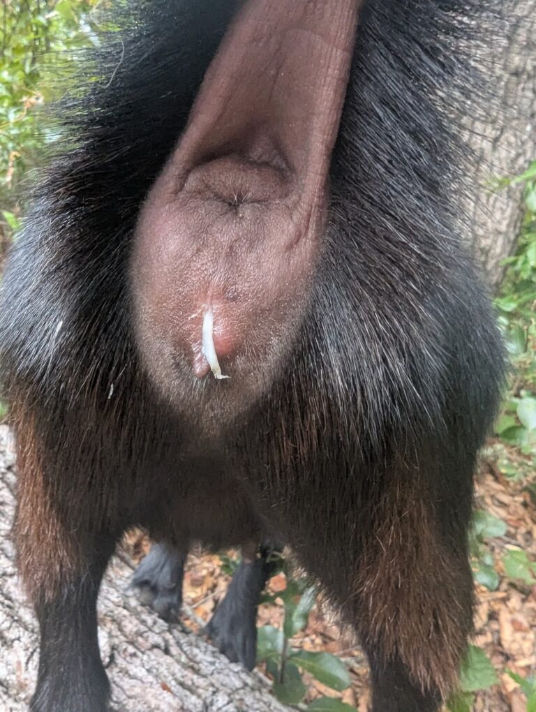 A goat in heat