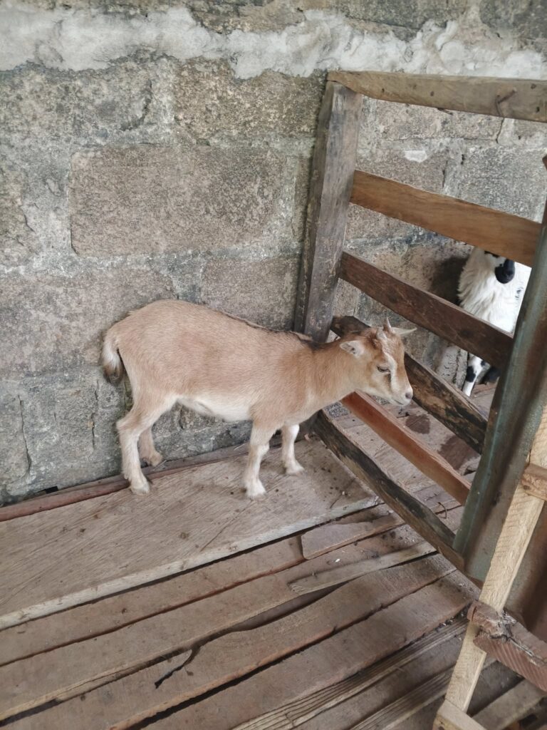 A goat in restricted housing system