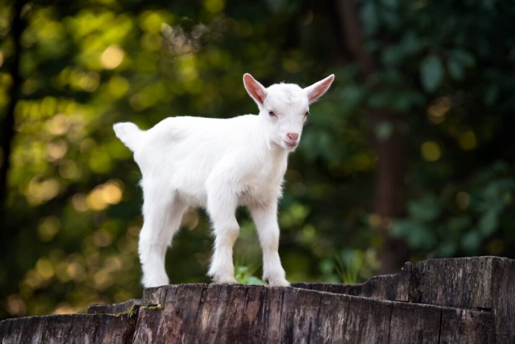 A goat kid standing on wooden platform