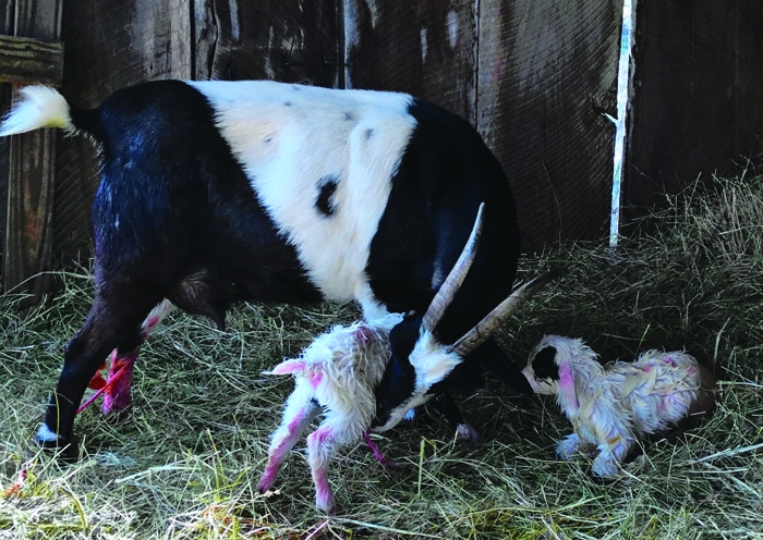 A goat that just gave birth to twins