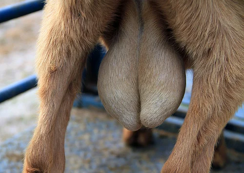 A goat's testicles