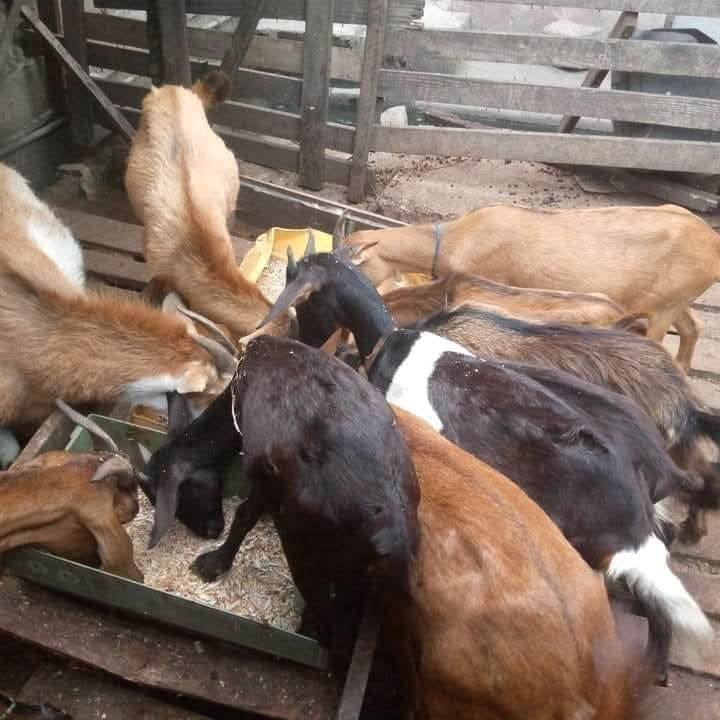 A herd of goats feeding