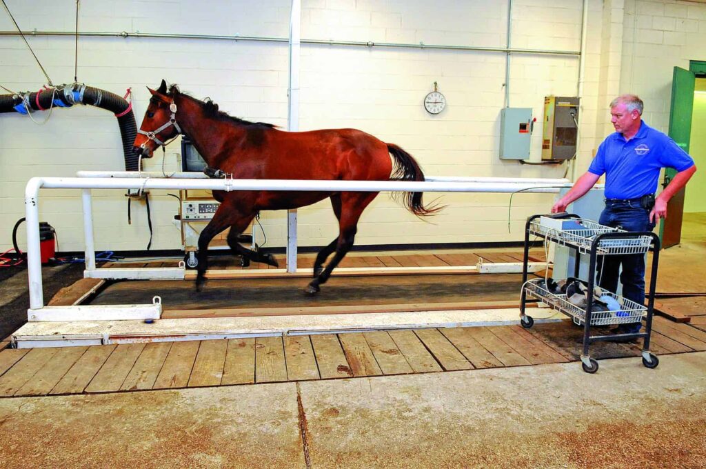 A horse on a high-speed treadmill
