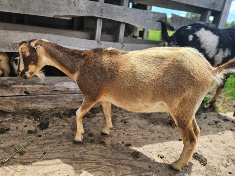 A lamancha doe