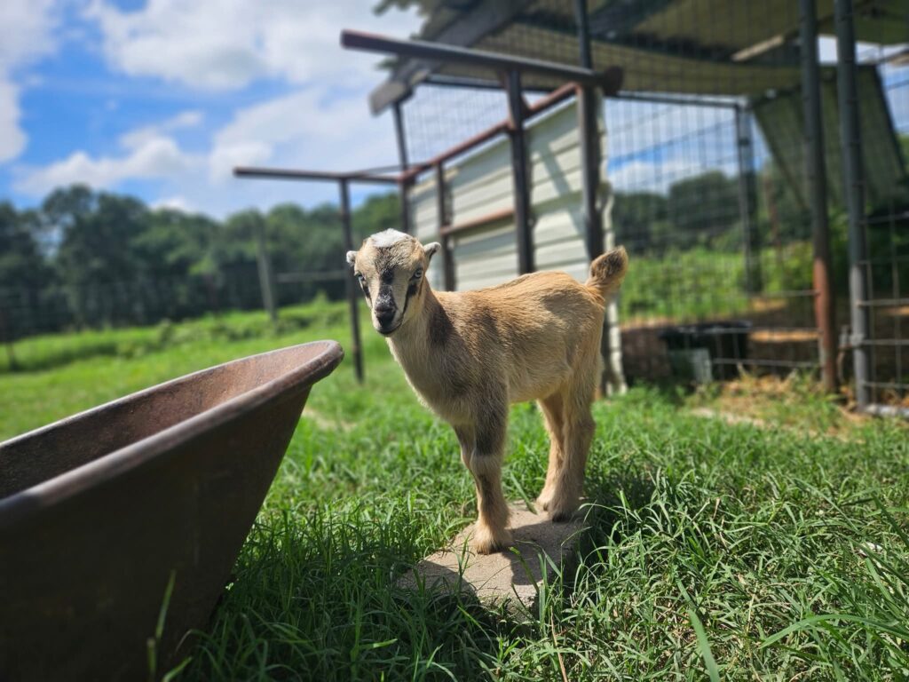 A lamancha doeling goat