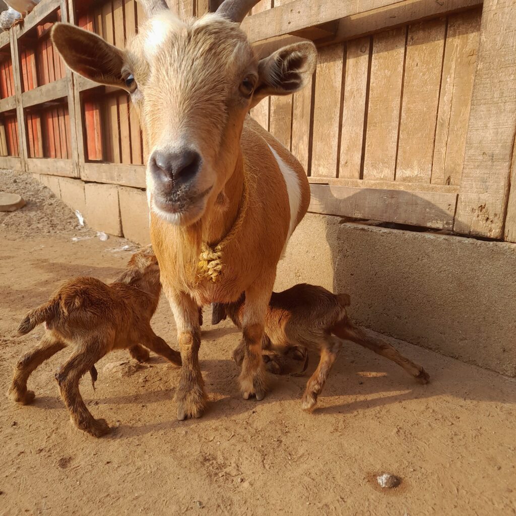 A nannny suckling its kids