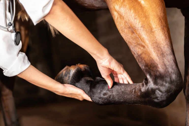 A veterinarian examining a racehorse