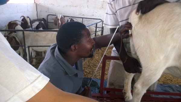 AI of goat by artificial insemination technician