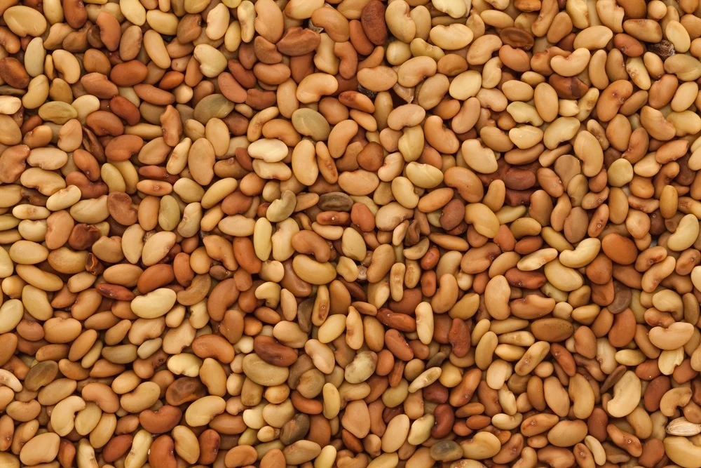 Alfalfa Legume