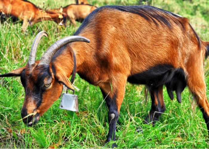 Alpine goat