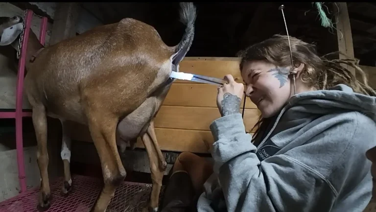 Artificial insemination of goat