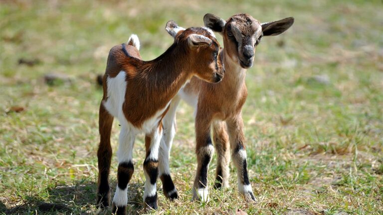 Baby goat kids