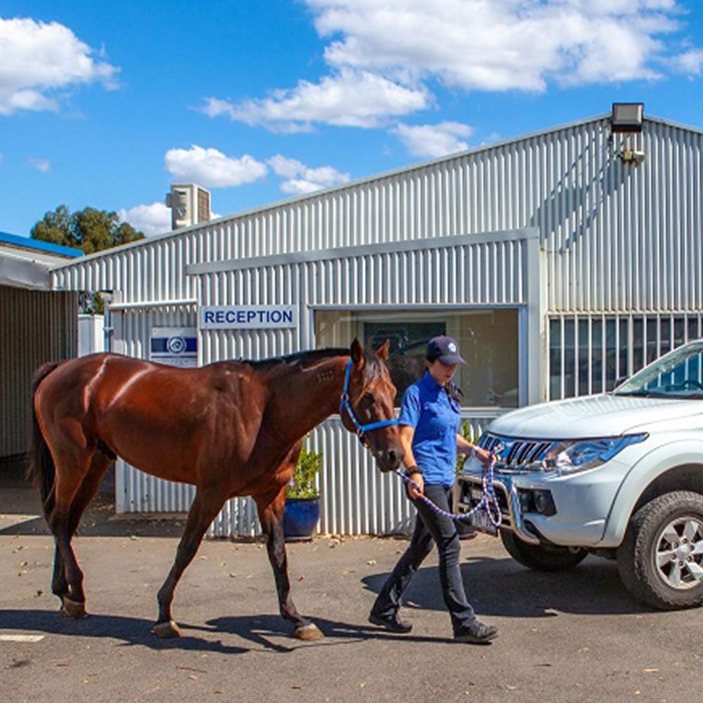 Ballarat Veterinary Practice