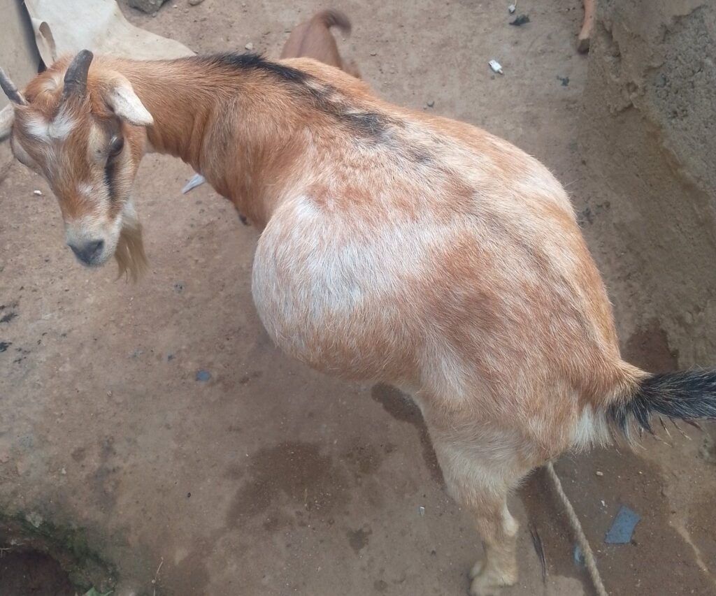 Bloated Goat