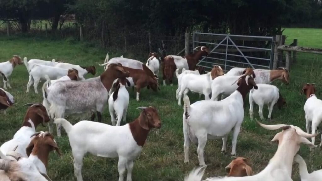 Boer goats