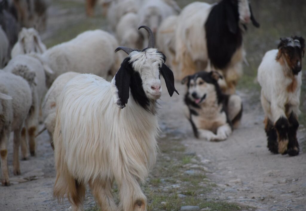 Cashmere Goats