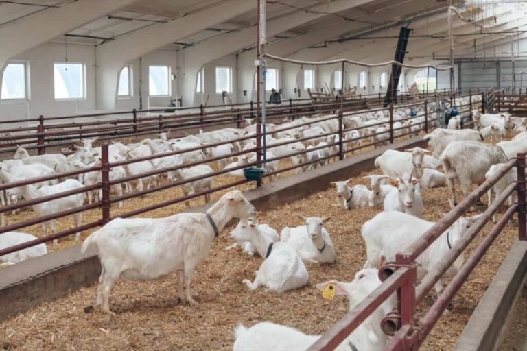 Commercial Goat Farming System