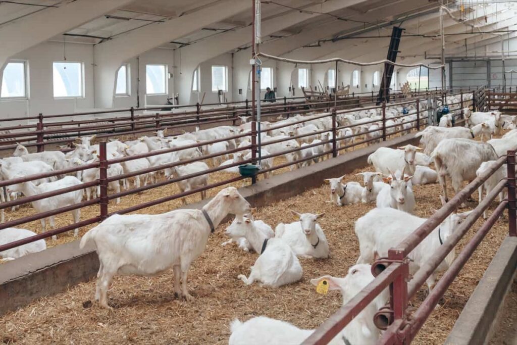 Commercial Goat Farming System