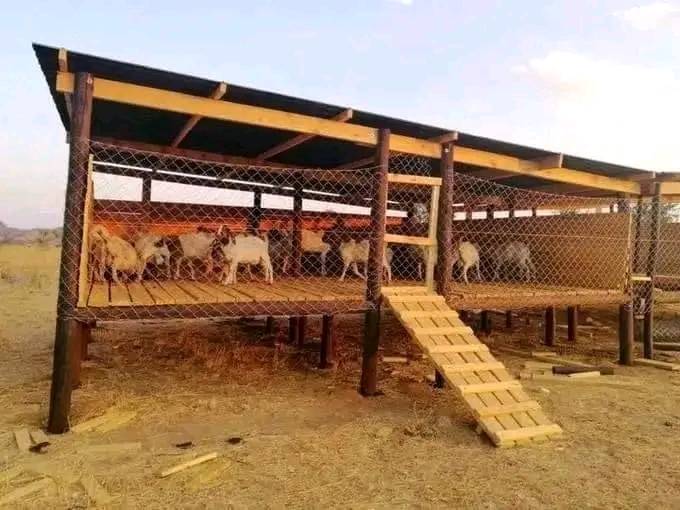 Goat Housing