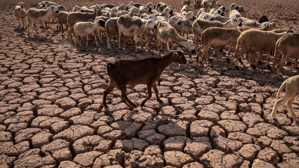 Goat in arid desert