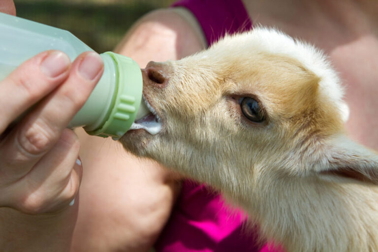 A goat farmer bottle-feeding a kid