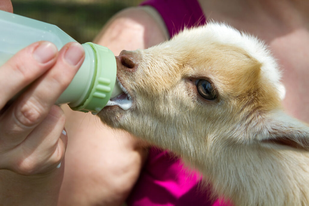 A goat farmer bottle-feeding a kid