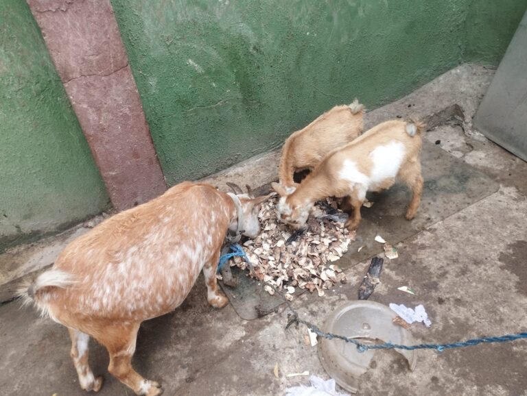 Goats feeding on yam peels