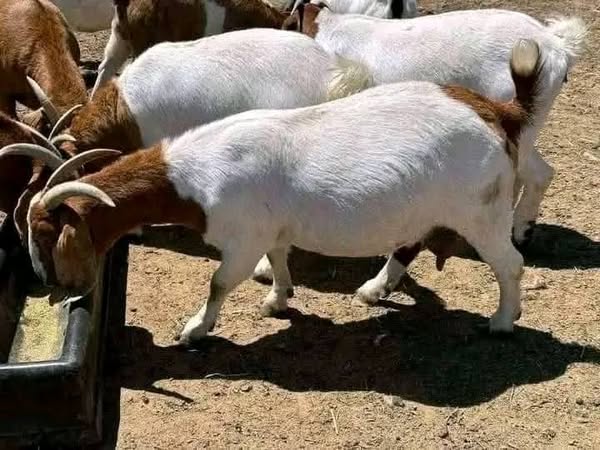 Goats feeding