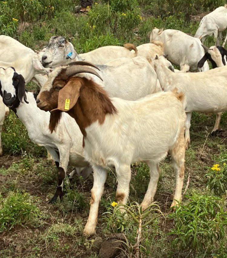 Goats grazing on open pasture