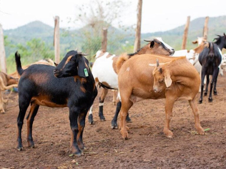 Goats on a farm