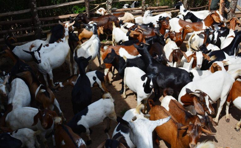 Goat farming