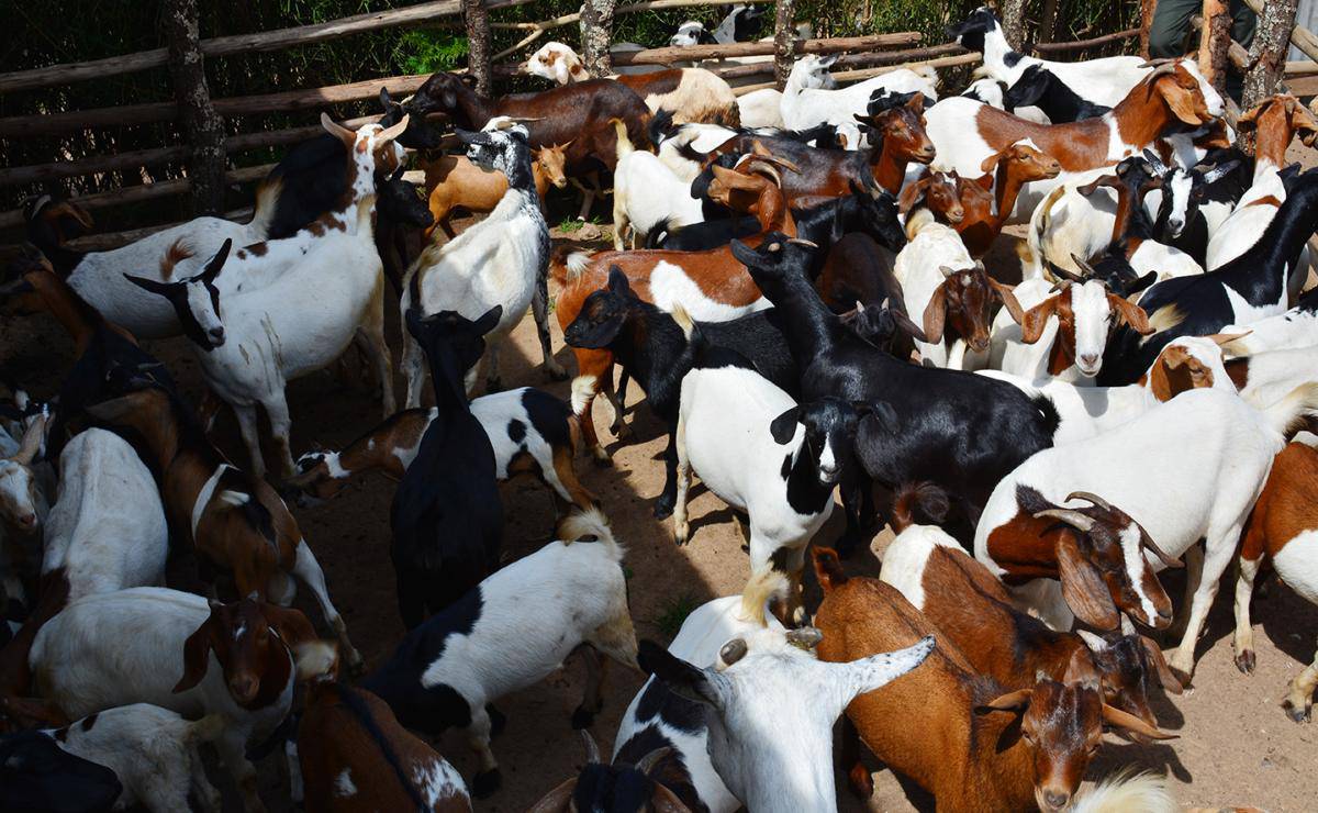 Goat farming