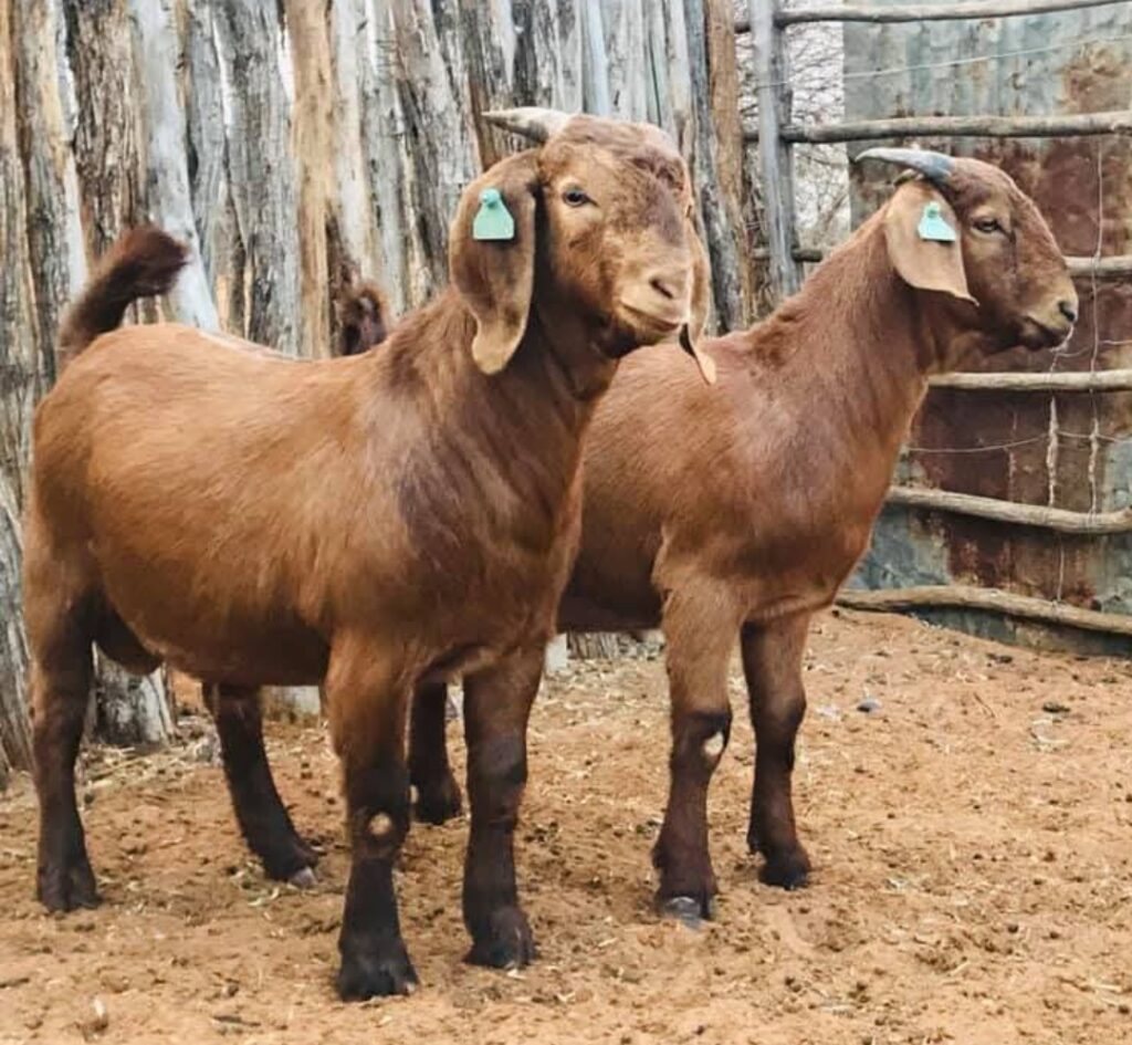 Kalahari Red Goats