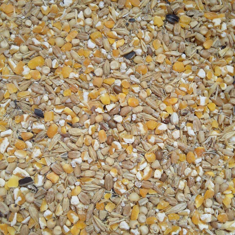 Maize Goat Feed