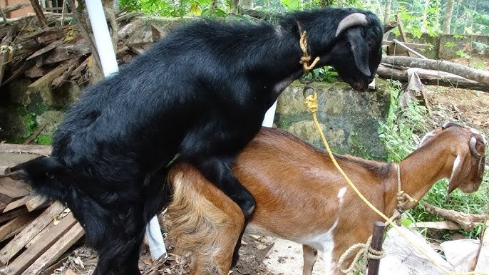 Mating goats