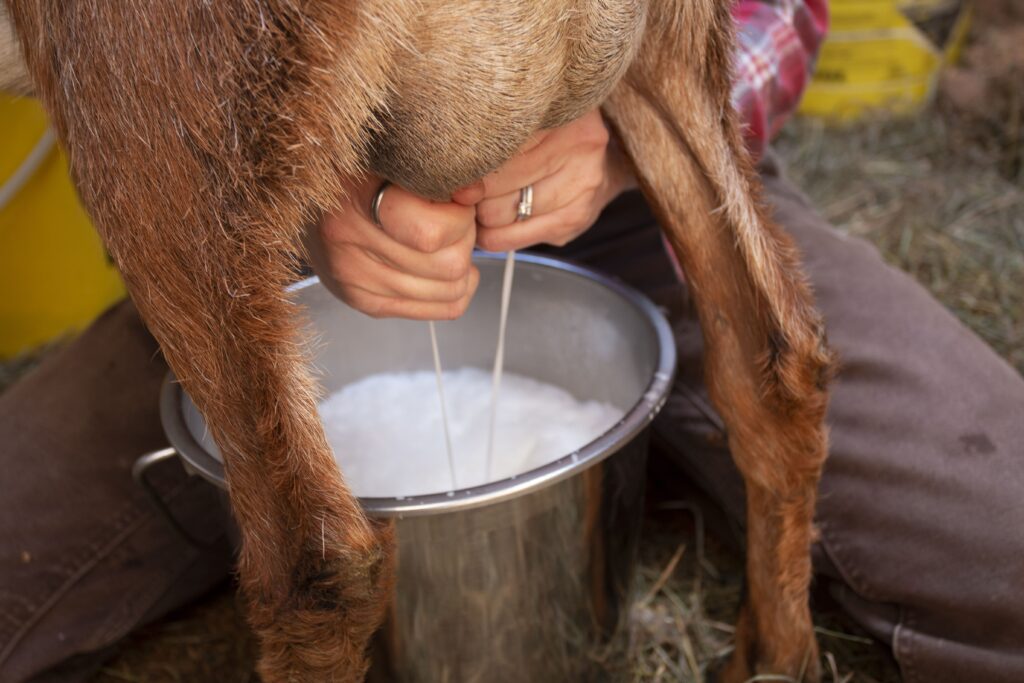 A dairy goat being milked