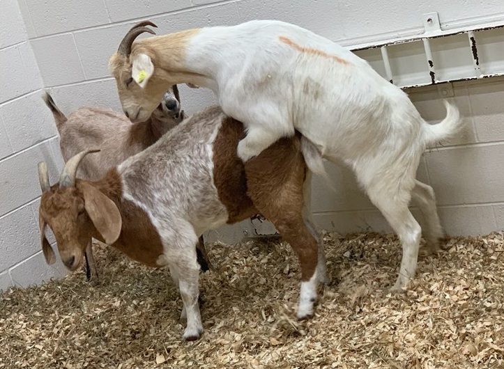 Natural mating of goats