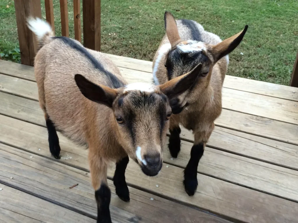 Nigerian Dwarf kids in a small pen