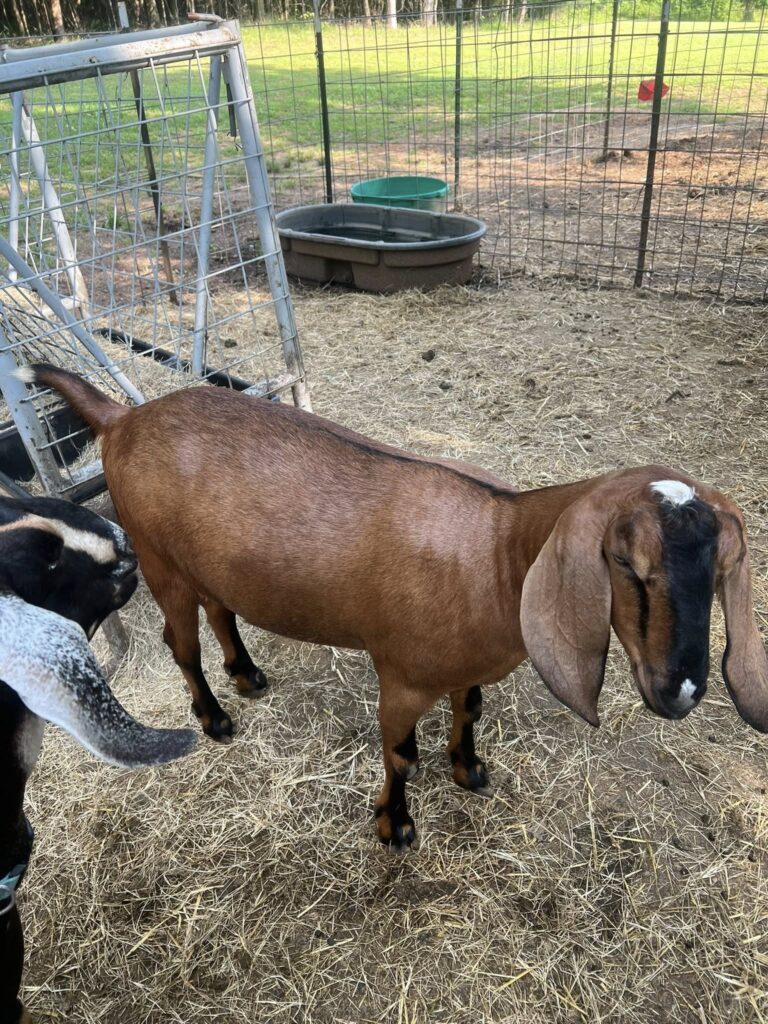 Nubian goat